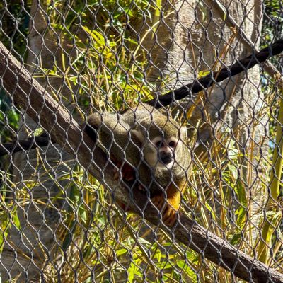 Reid Park Zoo by null