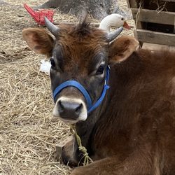 Happy Tales Farm