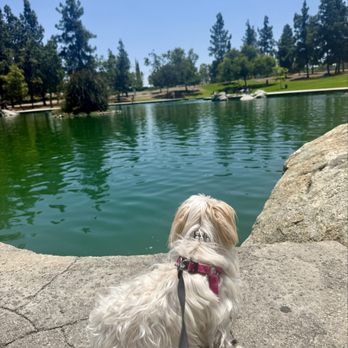 Red Hill Community Park - My puppy enjoying the view - Parks Near Me - Rancho Cucamonga, California