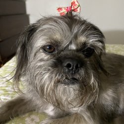 Sydnee's Pet Grooming - Betty after a face trim! Look at that pretty beard
