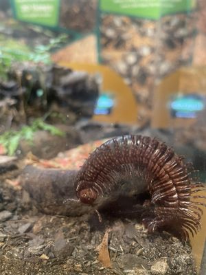 Audubon Aquarium by null