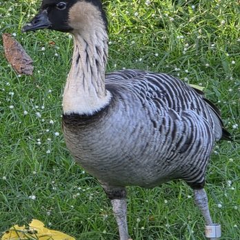 Twilight Tours - Our beloved nene! - Walking Tours Near Me - Honolulu, Hawaii Twilight Tours - Our beloved nene! - Walking Tours Near Me - Honolulu, Hawaii