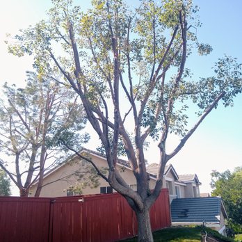 Priority Tree Care - Tree Services Near Me