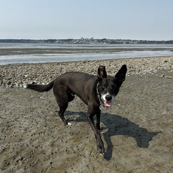 Semiahmoo Park - Beach loving dog! - Hiking Near Me - Blaine, Washington Semiahmoo Park - Beach loving dog! - Hiking Near Me - Blaine, Washington
