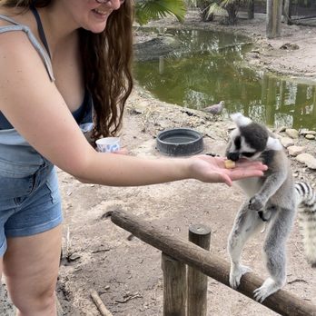 Safari Wilderness Ranch - Add on lemur experience - Tours Near Me - Lakeland, Florida Safari Wilderness Ranch - Add on lemur experience - Tours Near Me - Lakeland, Florida
