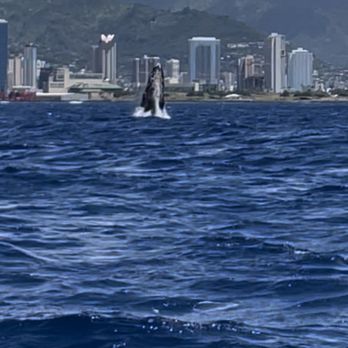 Hawaii Ocean Charters - Another whale breaching! - Whale Watching Tours Near Me - Honolulu, Hawaii Hawaii Ocean Charters - Another whale breaching! - Whale Watching Tours Near Me - Honolulu, Hawaii