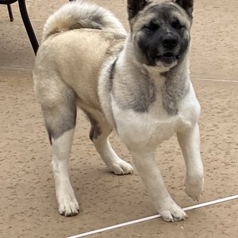 FURology Pet SPaw - Pet Groomers Near Me - Santee, California