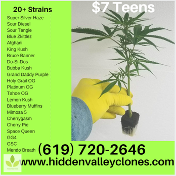 Hidden Valley Genetics - Clones and teens - Cannabis Dispensaries Near Me