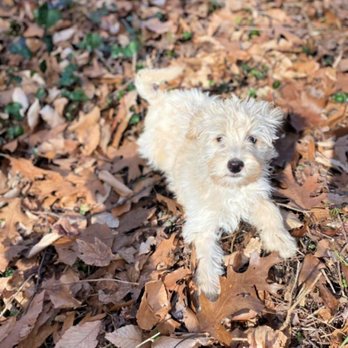Mountain Creek Labradoodles - Pet Breeders Near Me Mountain Creek Labradoodles - Pet Breeders Near Me