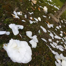 Plaza Homeowner's Association - Flowers in bloom on the property. Please don't take them, even after they fall off, so everyone can enjoy them. 3