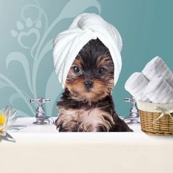 A Happy Tail Pet Spa