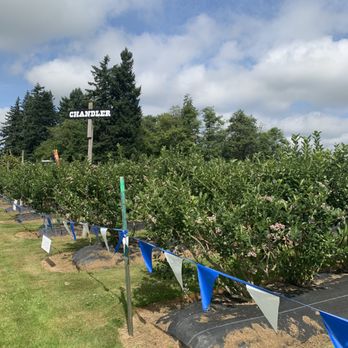 Rusty Plow Farm - a row of blue and white flags - Fruits & Veggies Near Me - Enumclaw, Washington Rusty Plow Farm - a row of blue and white flags - Fruits & Veggies Near Me - Enumclaw, Washington
