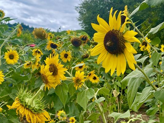 J. Rickards Winery by null