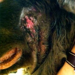 Side of Lena's face after two days' antibiotics. Side of Lena's face after two days' antibiotics.