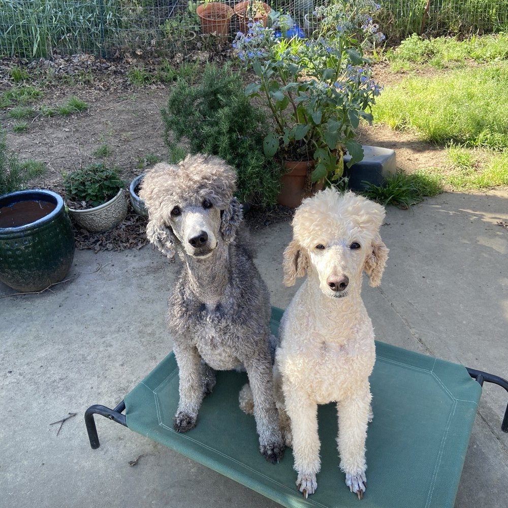 Humbowl - Two poodles that love to eat out with me. - Vegan Near Me - San Rafael, California Humbowl - Two poodles that love to eat out with me. - Vegan Near Me - San Rafael, California