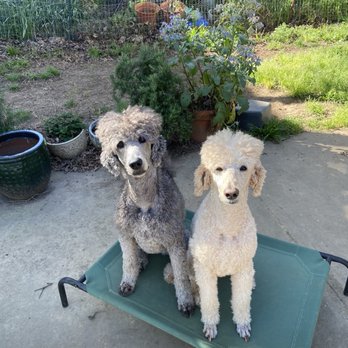 Humbowl - Two poodles that love to eat out with me. - Vegan Near Me - San Rafael, California