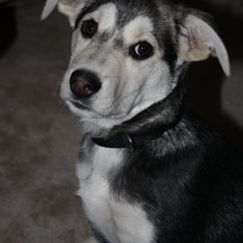 Follow My Pack - Dog/Puppy Trainer Toronto. - Pet Training Near Me Follow My Pack - Dog/Puppy Trainer Toronto. - Pet Training Near Me