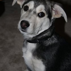 Follow My Pack - Dog/Puppy Trainer Toronto.