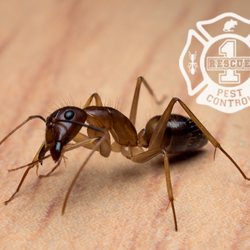 Rescue 1 Pest & Termite Control