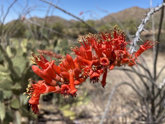 Tucson Mountain District by null