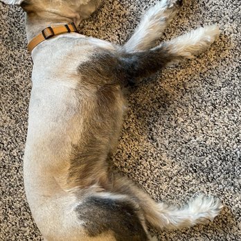 Poconos Barking Lot - Terrible - Pet Groomers Near Me - Sciota, Pennsylvania