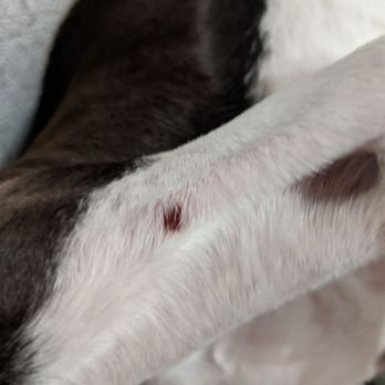 Paw Commons Pet Resort - Gilbert - Bite wound of forearm - Pet Sitting Near Me - Gilbert, Arizona