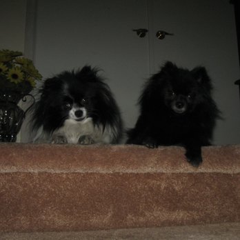 Compassionate Pet Cremation - Missy is on the right - Pet Cremation Services Near Me - Henderson, Nevada Compassionate Pet Cremation - Missy is on the right - Pet Cremation Services Near Me - Henderson, Nevada