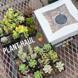 Plants and pumpkin roll from a vendor Plants and pumpkin roll from a vendor