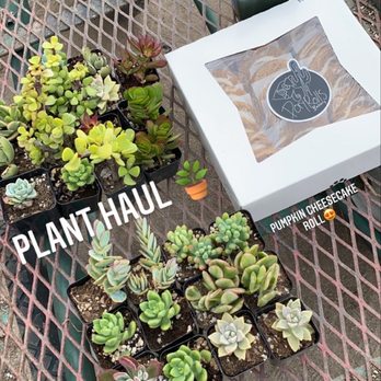 Green Touch Nursery - Plants and pumpkin roll from a vendor - Nurseries & Gardening Near Me - Bellflower, California Green Touch Nursery - Plants and pumpkin roll from a vendor - Nurseries & Gardening Near Me - Bellflower, California