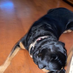 Pancho - Rottweiler-Dog