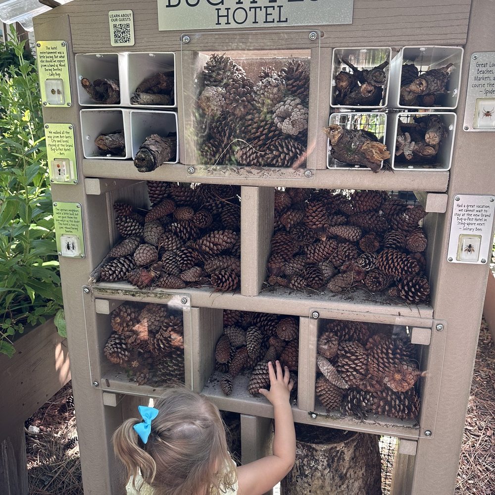 Pine cone collection