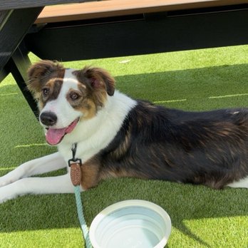 Lark Brewing - Dog friendly - Breweries Near Me - Aldie, Virginia Lark Brewing - Dog friendly - Breweries Near Me - Aldie, Virginia