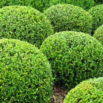 LB Tree Service - Tree Services Near Me LB Tree Service - Tree Services Near Me