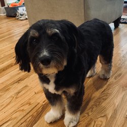 Stay and Play Doggie Daycare Giftly Beautiful Gift Card Alternative