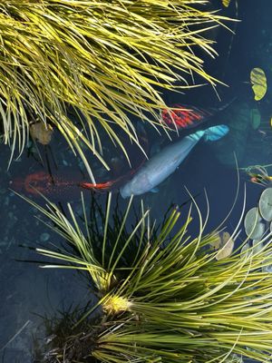 Salt & Stone by null