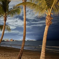 Ocean Lab Taproom - Beach palm trees