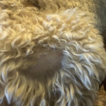 Animal Haus - Pet Groomers Near Me - Northville, Michigan