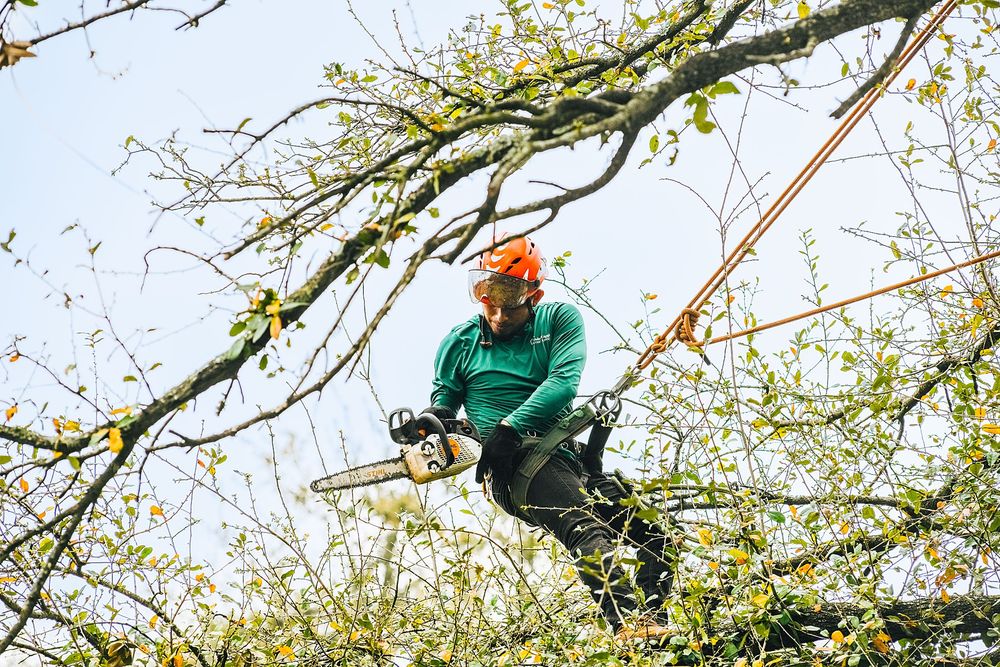 Adam's Apple Tree Service - tree service in Austin, TX