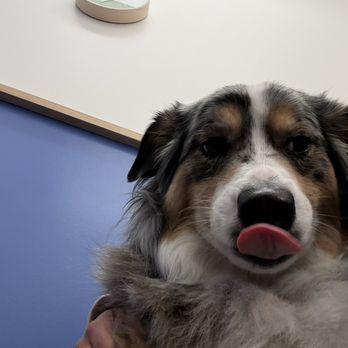 Pet Haven Grooming - Here you can see her body hair is also long, it sits on her body and you can see it's long when you lift it/run hands through it. - Pet Groomers Near Me - Burbank, California