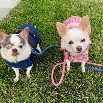 Critter Sitters - Dog Walkers Near Me