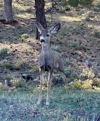 South Rim Trail by null
