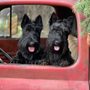 Photo of Eva's Doggery