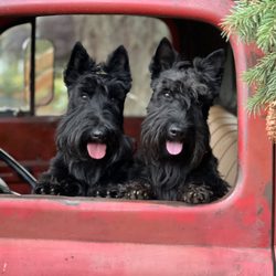 Eva's Doggery - Finn and Filbert