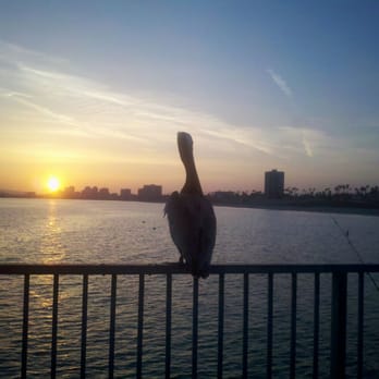Belmont Veterans Memorial Pier - Respect the pelican! This is his home... - Parks Near Me - Long Beach, California Belmont Veterans Memorial Pier - Respect the pelican! This is his home... - Parks Near Me - Long Beach, California