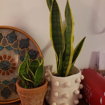 Beno’s Flowers - Snake plants and pots - Nurseries & Gardening Near Me - Iowa City, Iowa Beno’s Flowers - Snake plants and pots - Nurseries & Gardening Near Me - Iowa City, Iowa