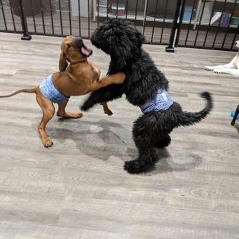 Pickle's Playland - Daycare fun! - Pet Training Near Me - Redmond, Washington Pickle's Playland - Daycare fun! - Pet Training Near Me - Redmond, Washington