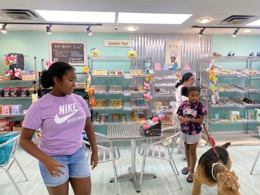 Salty Paws Doggy Ice Cream Bar And Bakery by null