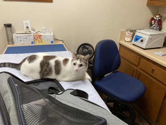 ALTA MIRA ANIMAL HOSPITAL - 20 Photos & 87 Reviews - 998 S Santa Fe Ave ALTA MIRA ANIMAL HOSPITAL - 20 Photos & 87 Reviews - 998 S Santa Fe Ave