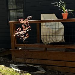 Neil's Fireworks - Japanese Maple Leaf tree- 4+ year old sapling when I planted it! Can't wait to grow up together! :)