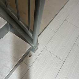 Dead roach in stairwell Dead roach in stairwell